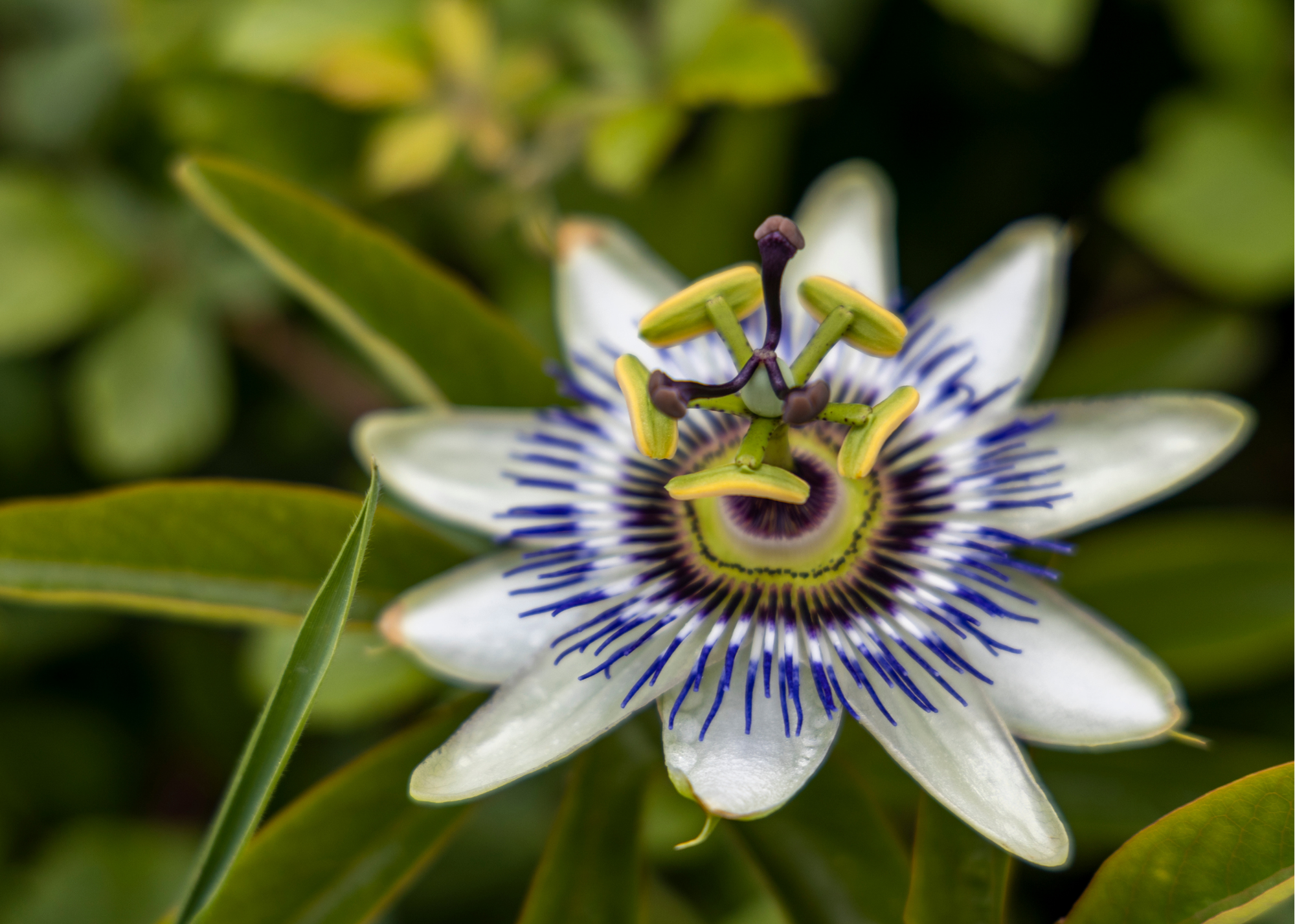 Pasiflora Hierba seca