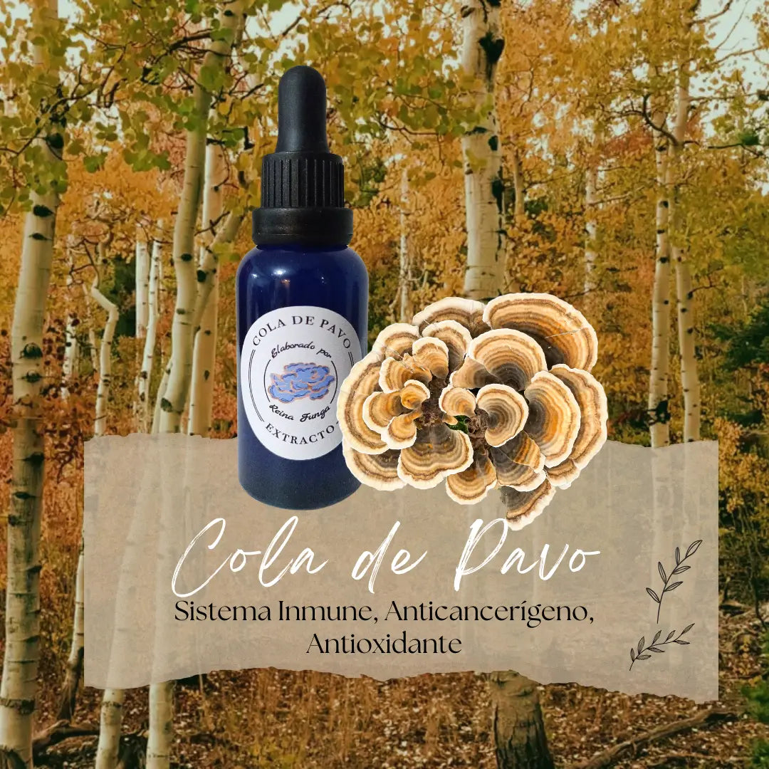 Extracto doble Cola de Pavo - Apoyo inmunológico y salud digestiva