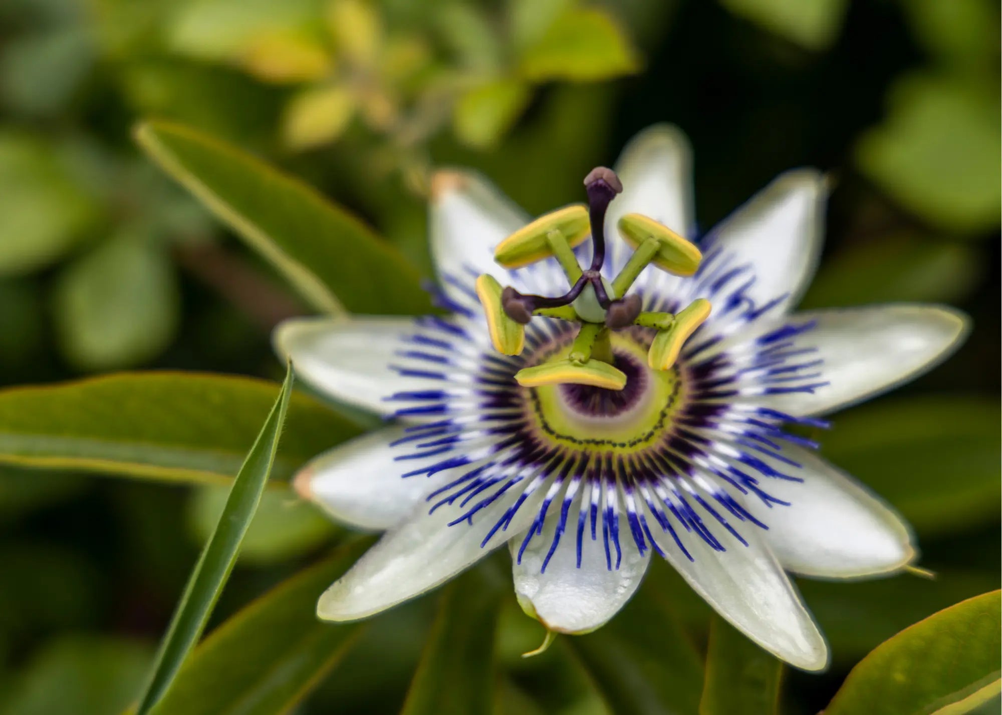 Passiflora-hierba seca