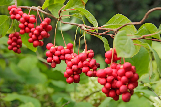 Schisandra