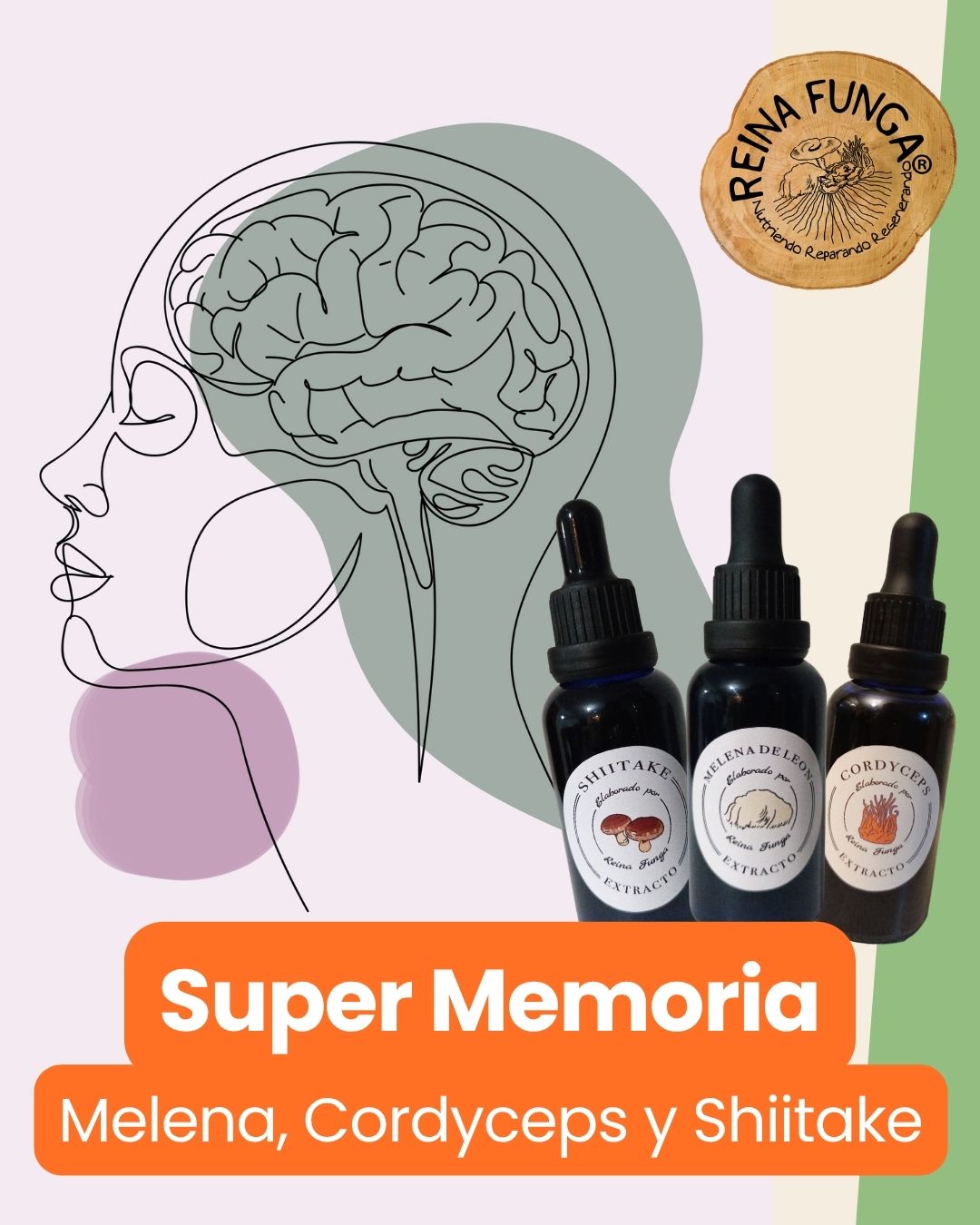 Super Memoria - Extractos líquidos de Melena, Cordyceps y Shiitake