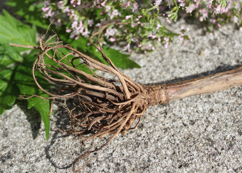 Valeriana