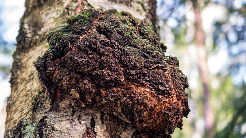 Chaga