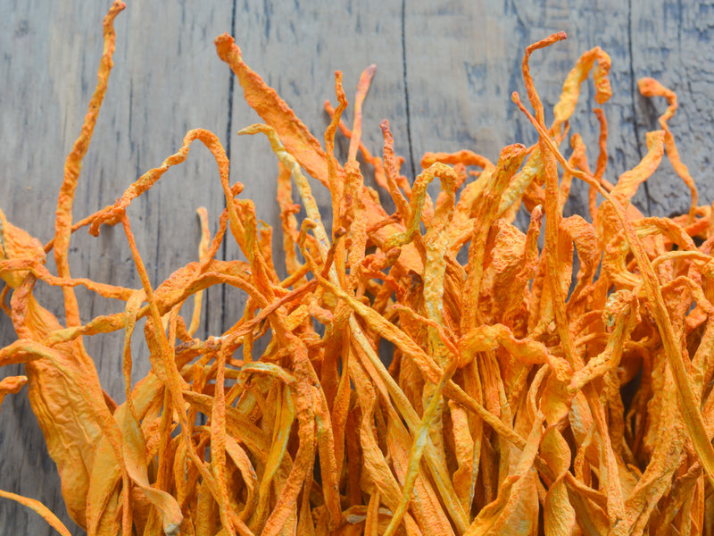Cordyceps