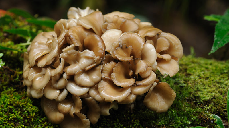 Maitake