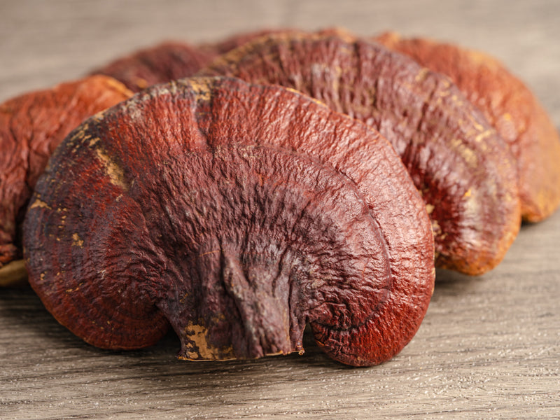 Reishi