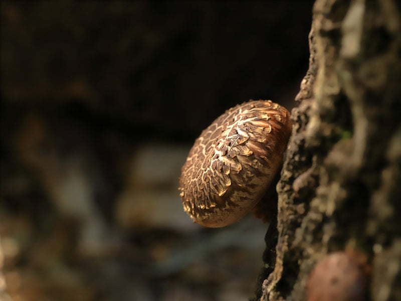 Shiitake