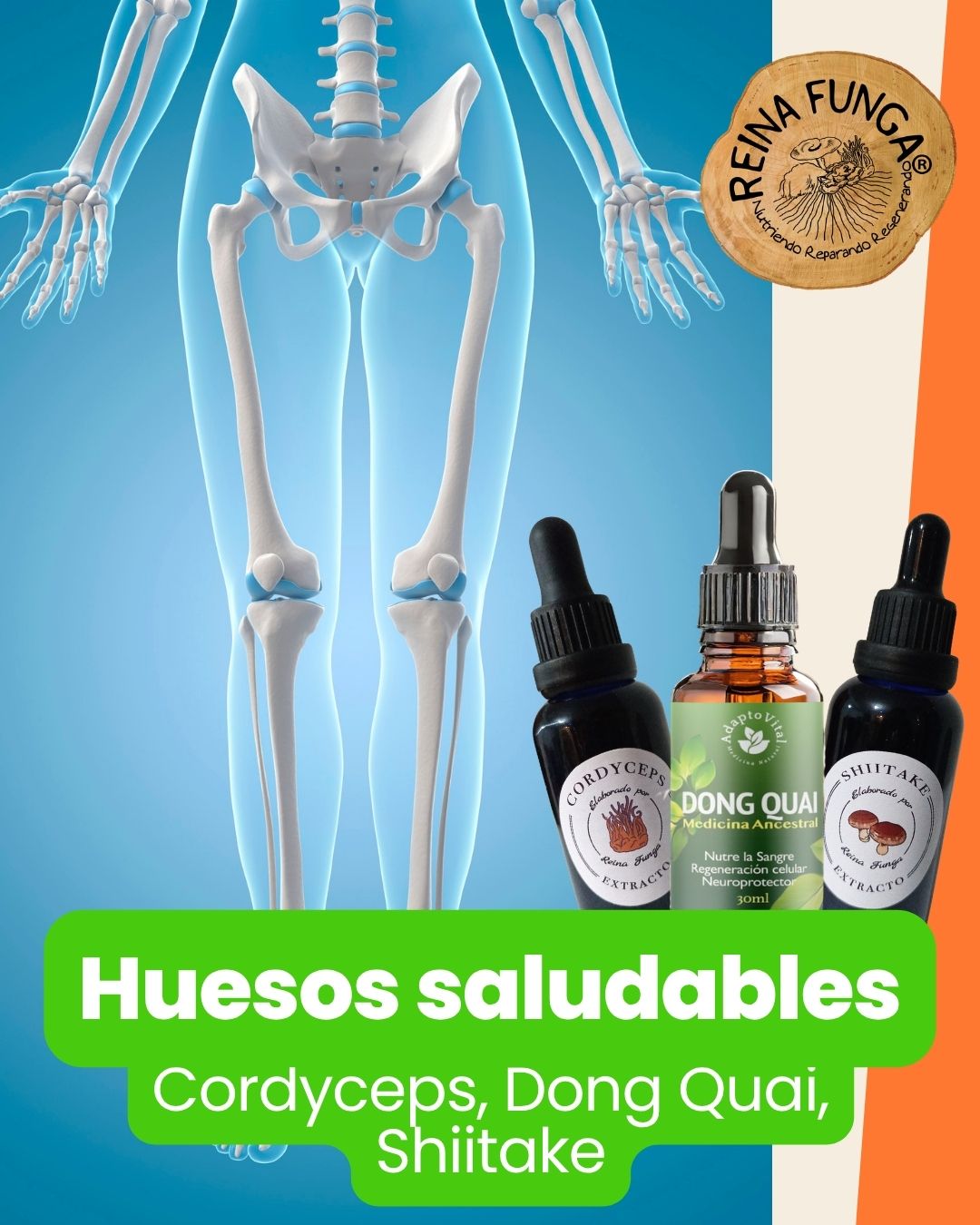 PACK Cuida tus huesos (Shiitake, Cordy, Dong quai)