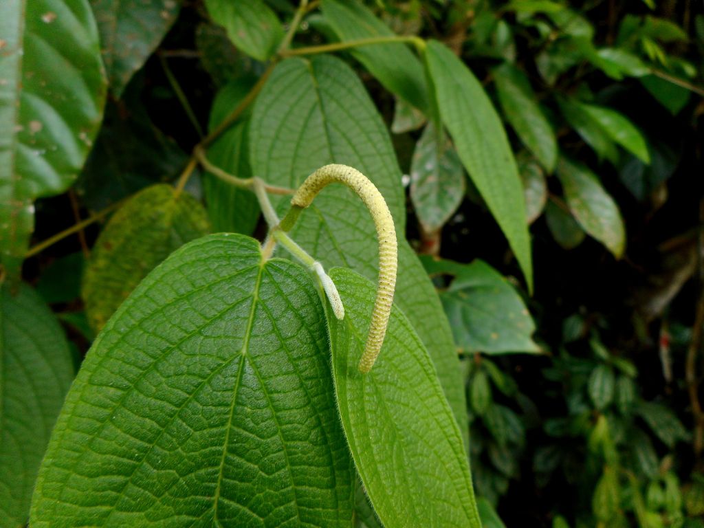 Matico - Hierba seca