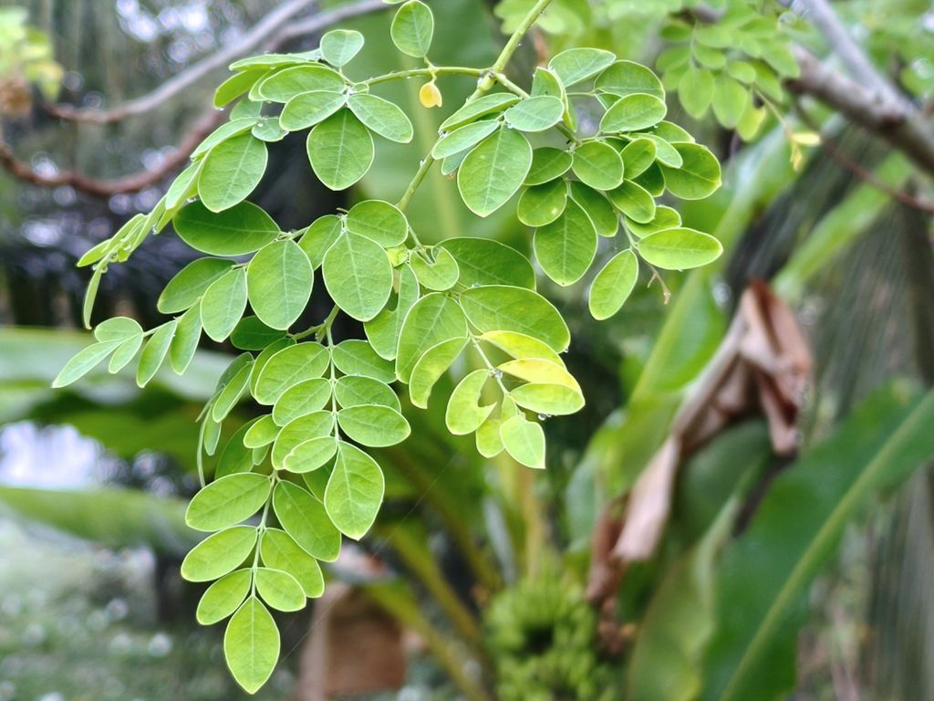 Moringa - hierba seca