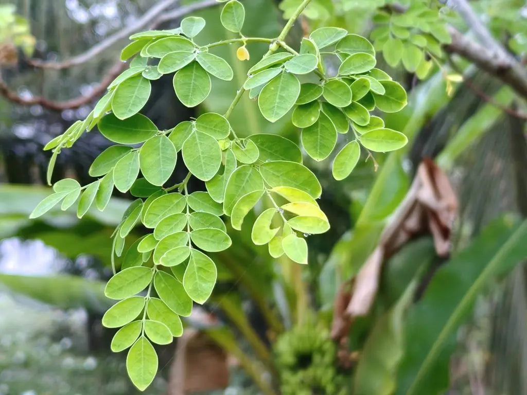 Moringa hierba seca