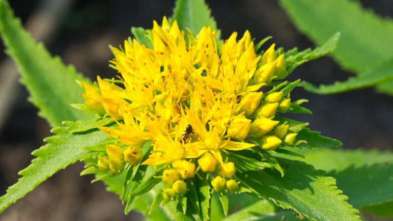 Rhodiola Rosea