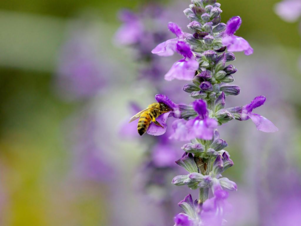 Salvia - hierba seca